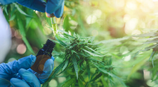 CBD