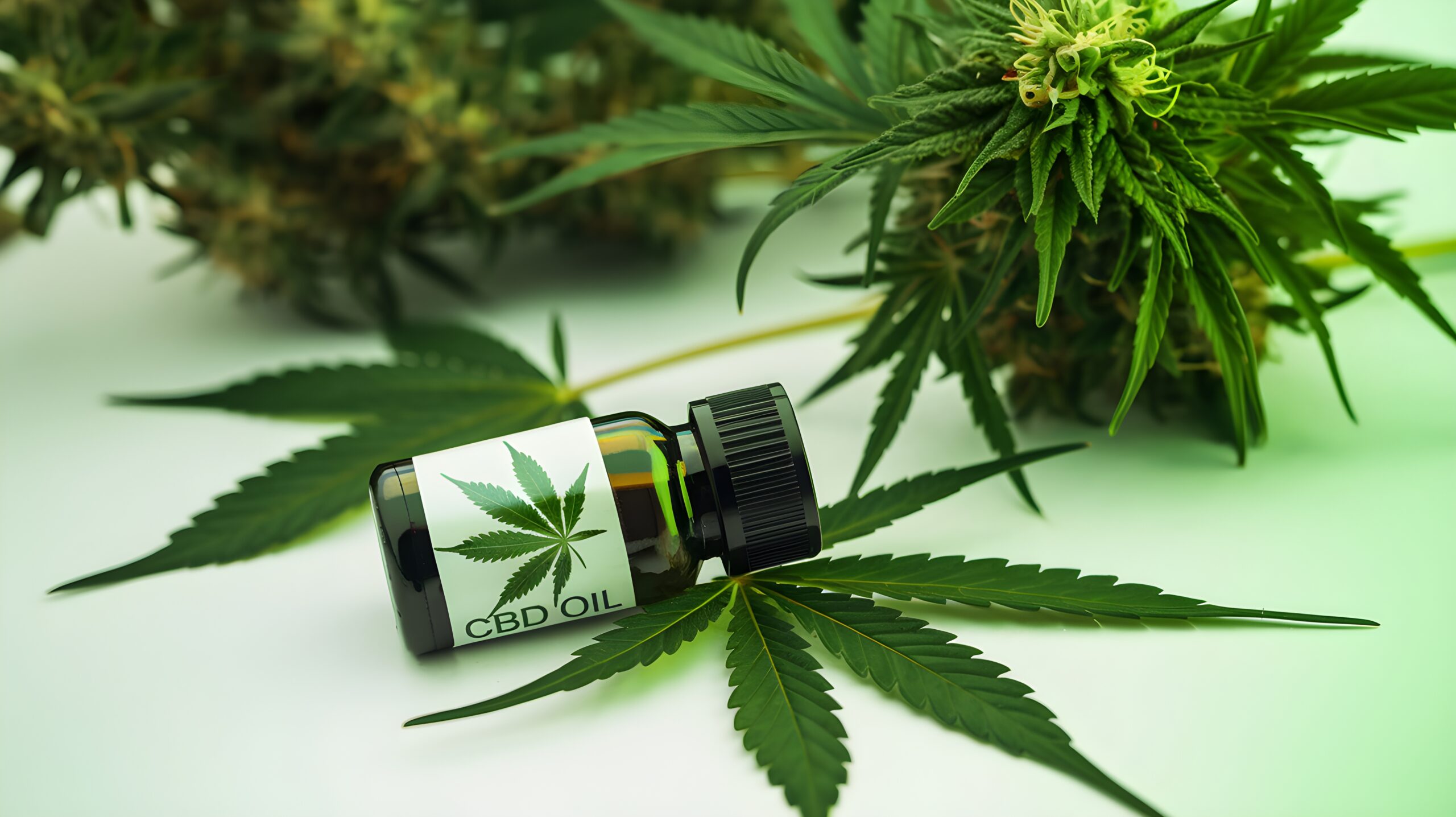 Vue par-dessus l'épaule d'une personne examinant de près l'étiquette d'un produit CBD dans une cuisine contemporaine lumineuse